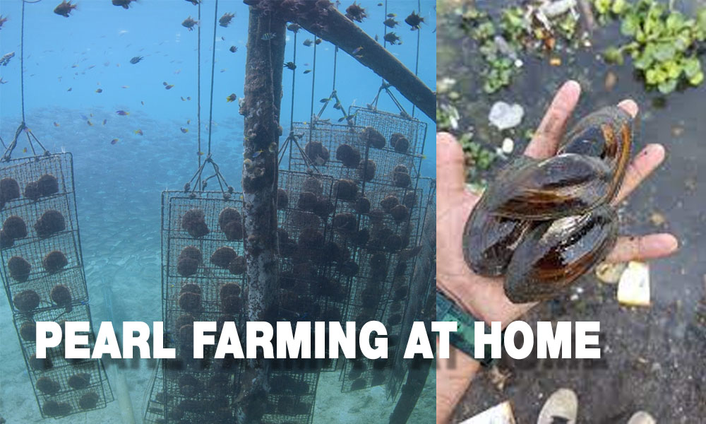 Grow Pearl Farming at Home